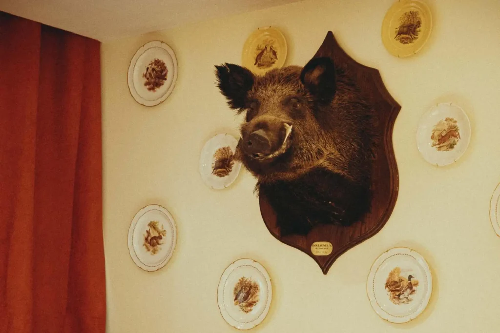 FOURNISSEUR - DOMAINE BERROD 17 Hure de sanglier et assiettes anciennes à motifs de gibier accrochées au mur de la salle du Bistrot Marie